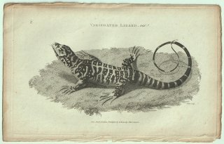 1802ǯ Shaw General Zoology Vol.3.Part1. Pl.74 ƥ桼 ĥԥʥӥ° ߥʥߥƥ Variegated Lizard