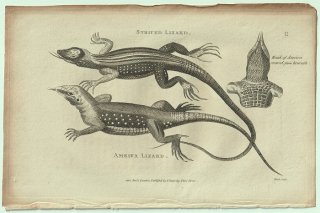 1802ǯ Shaw General Zoology Vol.3.Part1. Pl.75 ƥ桼 ܥϥȥ Striped Lizard ᥤ° Ameiva Lizard