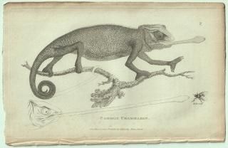 1802ǯ Shaw General Zoology Vol.3.Part1. Pl.76 쥪 쥪° 奦쥪 Common Chamaeleon