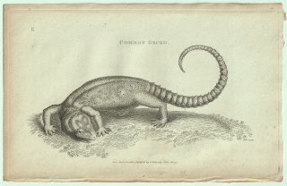 1802ǯ Shaw General Zoology Vol.3.Part1. Pl.77  ° ȥå Common Gecko
