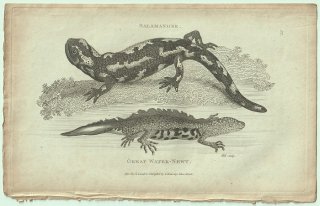 1802ǯ Shaw General Zoology Vol.3.Part1. Pl.82  եޥ Salamander ٥ Great Water-Newt