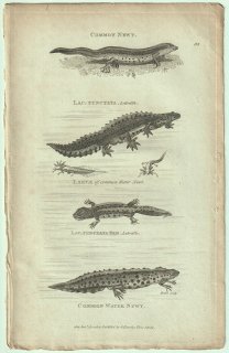 1802ǯ Shaw General Zoology Vol.3.Part1. Pl.83  ٥ Common Newt Common Water Newt