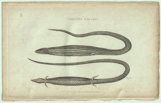 1802ǯ Shaw General Zoology Vol.3.Part1. Pl.85 ȥ إӥȥ° Anguine Lizard