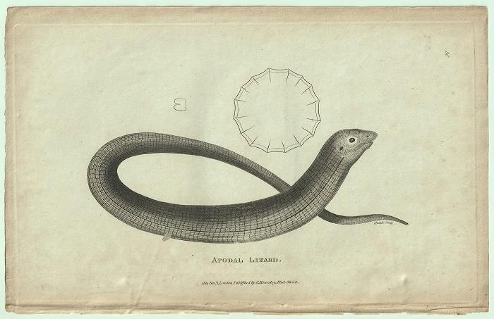 1802年 Shaw General Zoology Vol.3.Part1. Pl.86 1802年 Shaw General Zoology Vol.3.Part1. Pl.86