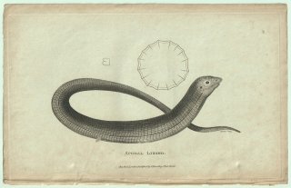 1802ǯ Shaw General Zoology Vol.3.Part1. Pl.86 ʥȥ ʥȥ° Х륫إӥȥ Apodal Lizard