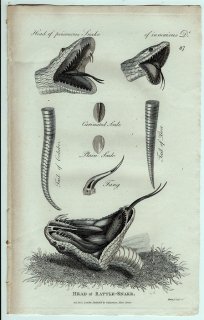1802ǯ Shaw General Zoology Vol.3.Part2. Pl.87 إӲ 饬إ° Head of Rattle-Snake Ƭ