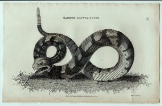 1802ǯ Shaw General Zoology Vol.3.Part2. Pl.88 إӲ 饬إ° 󥬥饬إ Banded Rattle Snake