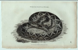 1802ǯ Shaw General Zoology Vol.3.Part2. Pl.89 إӲ 饬إ° ߥʥߥ饬إ Striped Rattle-Snake