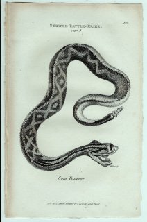 1802ǯ Shaw General Zoology Vol.3.Part2. Pl.90 إӲ 饬إ° ߥʥߥ饬إ Striped Rattle-Snake, var