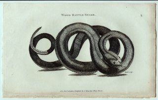 1802ǯ Shaw General Zoology Vol.3.Part2. Pl.91 إӲ 饬إ° Wood Rattle-Snake