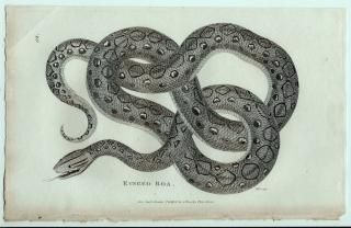 1802ǯ Shaw General Zoology Vol.3.Part2. Pl.94 ܥ 䥭ܥ° ˥ܥ Ringed Boa