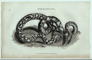 1802ǯ Shaw General Zoology Vol.3.Part2. Pl.97 ˥إӲ ޥԥȥ° ߥ˥إ Embroidered Boa