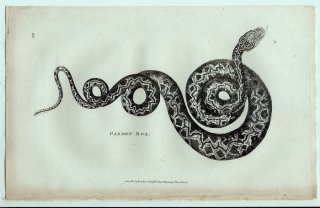 1802ǯ Shaw General Zoology Vol.3.Part2. Pl.98 ܥ ĥ꡼ܥ° ޥĥ꡼ܥ Garden Boa