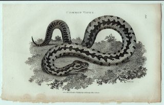 1802ǯ Shaw General Zoology Vol.3.Part2. Pl.101 إӲ إ° 衼åѥإ Common Viper