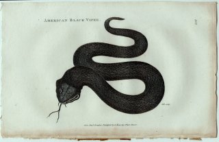 1802ǯ Shaw General Zoology Vol.3.Part2. Pl.102 ʥߥإӲ Хʥإ° ȥ֥Хʥإ American Black Viper
