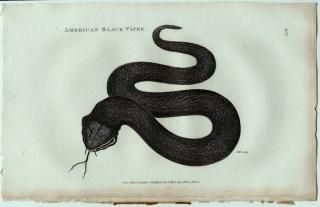 1802ǯ Shaw General Zoology Vol.3.Part2. Pl.102 ʥߥإӲ Хʥإ° ȥ֥Хʥإ American Black Viper