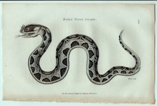 1802ǯ Shaw General Zoology Vol.3.Part2. Pl.104 إӲ եꥫ° 饤Υ饹 Horn Nose Snake