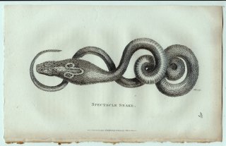 1802ǯ Shaw General Zoology Vol.3.Part2. Pl.107 ֥ աɥ֥° ɥ֥ Spectacle Snake