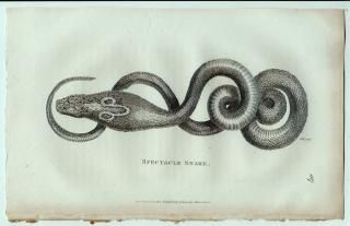 1802ǯ Shaw General Zoology Vol.3.Part2. Pl.107 ֥ աɥ֥° ɥ֥ Spectacle Snake