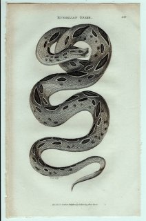1802ǯ Shaw General Zoology Vol.3.Part2. Pl.108 إӲ å륯إ° å륯إ Russelian Snake