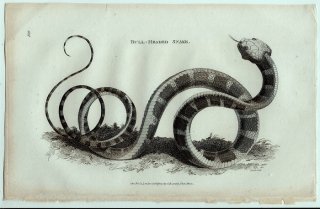 1802ǯ Shaw General Zoology Vol.3.Part2. Pl.109 ʥߥإӲ ޥޥإ° Bull-Head Snake