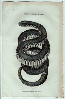 1802ǯ Shaw General Zoology Vol.3.Part2. Pl.110 ֥ ֥å͡° ϥ饯إ Crimson-Sided Snake