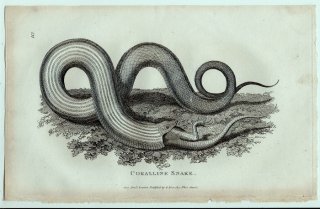 1802ǯ Shaw General Zoology Vol.3.Part2. Pl.112 ʥߥإӲ 졼° 졼 Coralline Snake