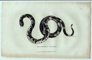 1802ǯ Shaw General Zoology Vol.3.Part2. Pl.113 ʥߥإӲ եߥإ° եߥإ Mourning Snake