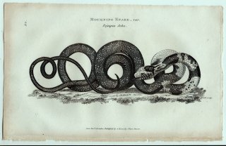1802年 Shaw General Zoology Vol.3.Part2. Pl.114 ナミヘビ科 プラチケプス属 Mourning Snake,var. Tojuqua Seba