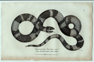 1802年 Shaw General Zoology Vol.3.Part2. Pl.115 ナミヘビ科 Mourning Snake,var