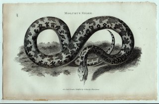 1802年 Shaw General Zoology Vol.3.Part2. Pl.116 ニシキヘビ科 ニシキヘビ属 インドニシキヘビ Molurus Snake