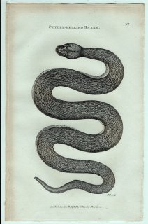 1802年 Shaw General Zoology Vol.3.Part2. Pl.117 ナミヘビ科 ミズベヘビ属 アカハラミズベヘビ Copper-Bellied Snake
