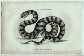 1802年 Shaw General Zoology Vol.3.Part2. Pl.118 ナミヘビ科 ウワメヘビ属 ソバオウワメヘビ Surinam Snake