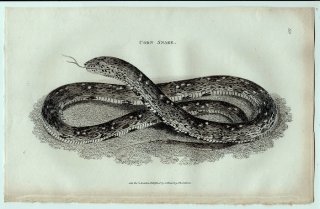 1802年 Shaw General Zoology Vol.3.Part2. Pl.119 ナミヘビ科 パンテロフィス属 コーンスネーク Corn Snake