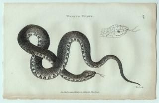 1802ǯ Shaw General Zoology Vol.3.Part2. Pl.120 ʥߥإӲ ߥ٥إ° ʥ֥ߥ٥إ Wampum Snake