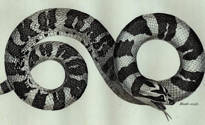 一筆蛇 1802年 Shaw General Zoology Vol.3.Part2. Pl.121 ナミヘビ科