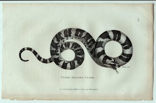 1802年 Shaw General Zoology Vol.3.Part2. Pl.121 ナミヘビ科 ユウダ属 クサリヤマカガシ Viper-Headed Snake
