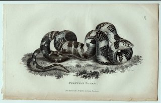 1802年 Shaw General Zoology Vol.3.Part2. Pl.122 ナミヘビ科 ハヤヘビ属 Peruvian Snake