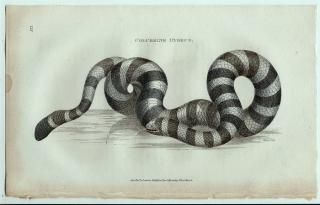 1802ǯ Shaw General Zoology Vol.3.Part2. Pl.123 ֥ ֥ߥإ° ޥ饦ߥإ Colubrine Hydrus