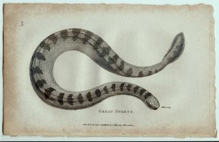 1802年 Shaw General Zoology Vol.3.Part2. Pl.124 コブラ科 ウミヘビ属 Great Hydrus