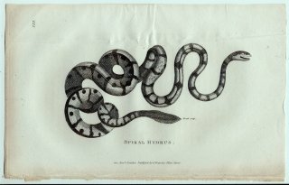 1802年 Shaw General Zoology Vol.3.Part2. Pl.125 コブラ科 ウミヘビ属 Spiral Hydrus