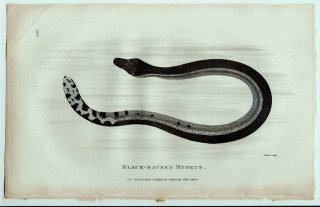 1802年 Shaw General Zoology Vol.3.Part2. Pl.126 コブラ科 ウミヘビ属 セグロウミヘビ Black-Backed Hydrus