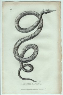 1802年 Shaw General Zoology Vol.3.Part2. Pl.127 シュードキシロフィ科 テングキノボリヘビ属 テングキノボリヘビ Snouted Langaya
