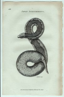 1802年 Shaw General Zoology Vol.3.Part2. Pl.128 ヤスリヘビ科 ヤスリへビ属 ジャワヤスリミズヘビ Javan Acrochordus