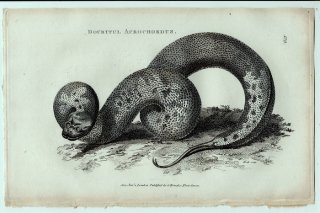 1802年 Shaw General Zoology Vol.3.Part2. Pl.129 ヤスリヘビ科 ヤスリへビ属 ジャワヤスリミズヘビ Doubtful acrochordus