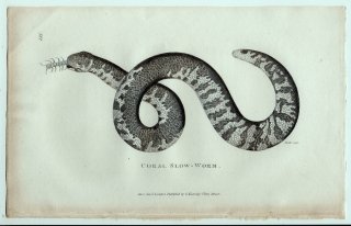 1802年 Shaw General Zoology Vol.3.Part2. Pl.131 サンゴパイプヘビ科 サンゴパイプヘビ属 サンゴパイプヘビ Coral Slow-Worm