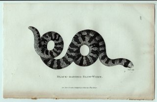 1802ǯ Shaw General Zoology Vol.3.Part2. Pl.132 󥴥ѥץإӲ 󥴥ѥץإ° 󥴥ѥץإ Black-Banded Slow-Worm