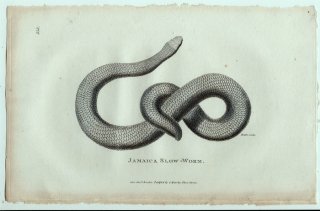 1802ǯ Shaw General Zoology Vol.3.Part2. Pl.133 ᥯إӲ եץ° Jamaica Slow-Worm