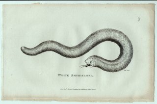 1802年 Shaw General Zoology Vol.3.Part2. Pl.134 ミミズトカゲ科 ミミズトカゲ属 シロハラミミズトカゲ White Amphisbaena