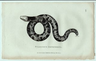 1802年 Shaw General Zoology Vol.3.Part2. Pl.135 ミミズトカゲ科 ミミズトカゲ属 ダンダラミミズトカゲ Fuliginous amphisbaena
